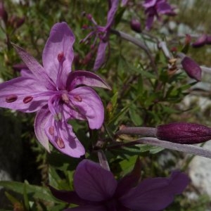  - Epilobium dodonaei subsp. fleischeri (Hochst.) Schinz & Thell. [1923]