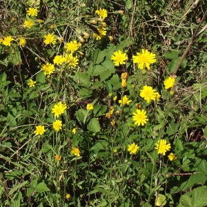 Photographie n°184246 du taxon Hieracium umbellatum L. [1753]