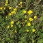  Jean-Claude Echardour - Hieracium umbellatum L. [1753]