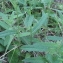  Jean-Claude Echardour - Hieracium umbellatum L. [1753]