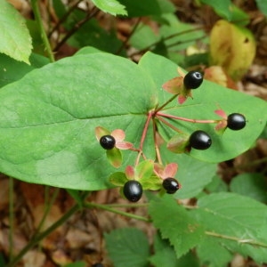  - Hypericum androsaemum L. [1753]