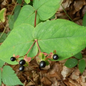 Photographie n°184253 du taxon Hypericum androsaemum L. [1753]