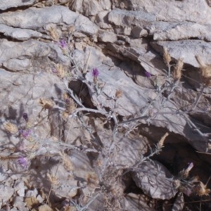 Centaurea paniculata proles polycephala Rouy (Centaurée polycéphale)