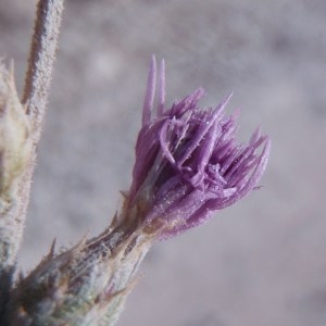  - Centaurea paniculata subsp. polycephala (Jord.) Nyman [1879]