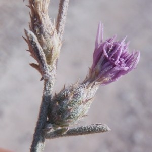  - Centaurea paniculata subsp. polycephala (Jord.) Nyman [1879]