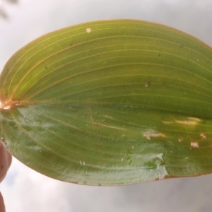 Potamogeton setaceus L. (Potamot nageant)