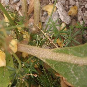 Photographie n°184296 du taxon Verbascum thapsus var. montanum (Schrad.) Cariot & St.-Lag. [1889]