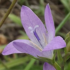Campanula heterophylla Gray (Campanule à feuilles rondes)