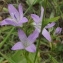  Jean-Claude Echardour - Campanula rotundifolia L. [1753]