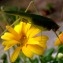  Anne Vincent  - Helianthus tuberosus L. [1753]