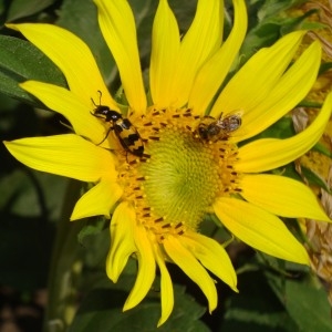 Photographie n°184313 du taxon Helianthus annuus L. [1753]