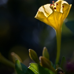 Photographie n°184315 du taxon Mirabilis jalapa L. [1753]