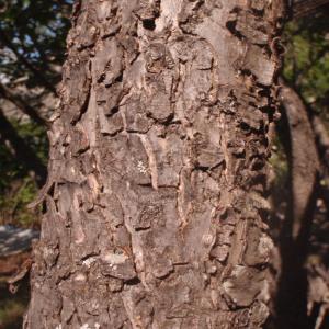  - Prunus domestica subsp. italica (Borkh.) Gams ex Hegi [1923]