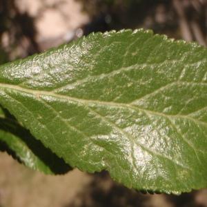  - Prunus domestica subsp. italica (Borkh.) Gams ex Hegi [1923]