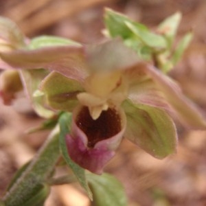 Photographie n°184332 du taxon Epipactis helleborine (L.) Crantz [1769]