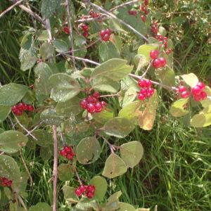 Photographie n°184345 du taxon Lonicera xylosteum L. [1753]