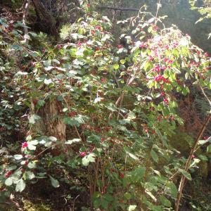 Photographie n°184347 du taxon Lonicera xylosteum L. [1753]