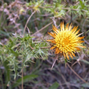 Photographie n°184349 du taxon Carlina corymbosa L. [1753]