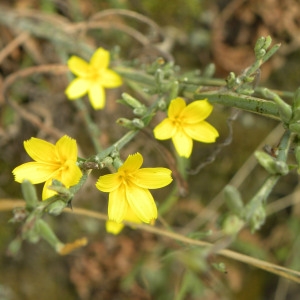 Lactuca viminea (L.) J.Presl & C.Presl subsp. viminea (Laitue des vignes)