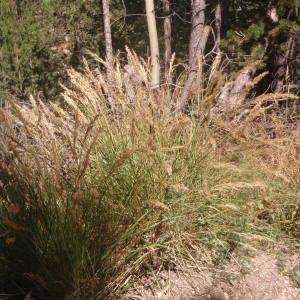  - Achnatherum calamagrostis (L.) P.Beauv. [1812]