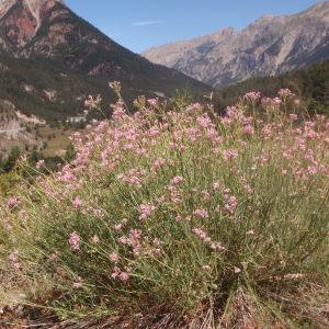 Photographie n°184364 du taxon Centranthus angustifolius (Mill.) DC. [1805]