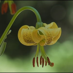 Photographie n°184366 du taxon Lilium pyrenaicum Gouan