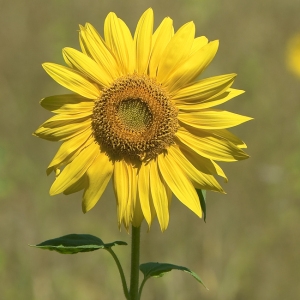 Photographie n°184367 du taxon Helianthus annuus L. [1753]