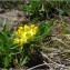  Pat Desnos - Anthyllis vulneraria subsp. polyphylla (DC.) Nyman [1878]