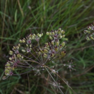 Photographie n°184398 du taxon Carum verticillatum (L.) W.D.J.Koch [1824]