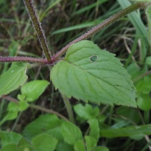 Photographie n°184409 du taxon Mentha aquatica L. [1753]