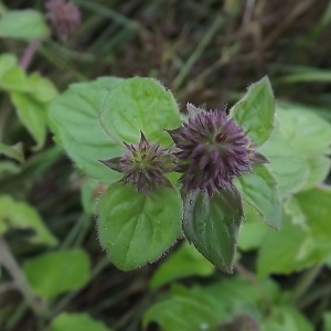 Photographie n°184410 du taxon Mentha aquatica L. [1753]