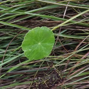  - Hydrocotyle vulgaris L. [1753]