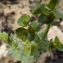  Florent Beck - Euphorbia paralias L. [1753]