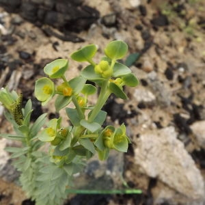 Photographie n°184420 du taxon Euphorbia paralias L.