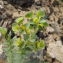  Florent Beck - Euphorbia paralias L.