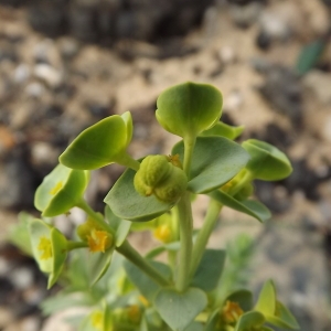 Photographie n°184421 du taxon Euphorbia paralias L.