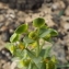  Florent Beck - Euphorbia paralias L.