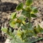  Florent Beck - Euphorbia paralias L.