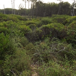 Photographie n°184438 du taxon Arbutus unedo L. [1753]