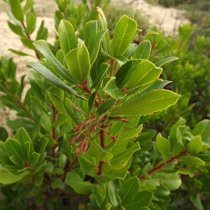 Photographie n°184440 du taxon Arbutus unedo L. [1753]