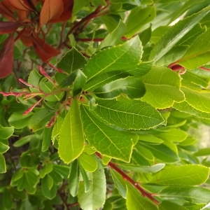 Photographie n°184441 du taxon Arbutus unedo L. [1753]