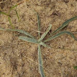 Plantago lanceolata var. lanuginosa Mert. & W.D.J.Koch