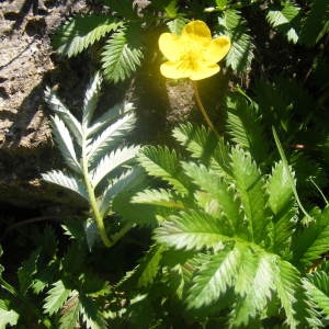  - Potentilla anserina L. [1753]