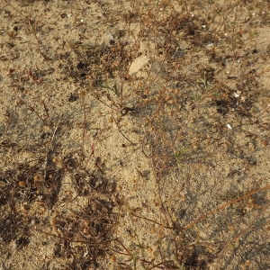 Photographie n°184463 du taxon Tuberaria guttata (L.) Fourr. [1868]