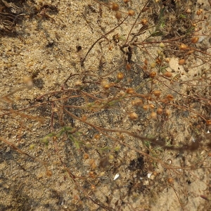 Photographie n°184464 du taxon Tuberaria guttata (L.) Fourr. [1868]