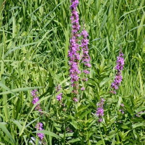 Photographie n°184494 du taxon Lythrum salicaria L.