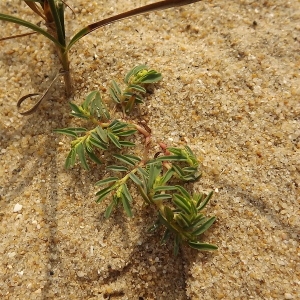 Photographie n°184495 du taxon Euphorbia polygonifolia L. [1753]