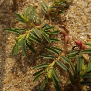 Chamaesyce polygonifolia (L.) Small (Euphorbe)