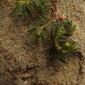 Photographie n°184498 du taxon Euphorbia polygonifolia L. [1753]