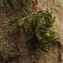  Florent Beck - Euphorbia polygonifolia L. [1753]